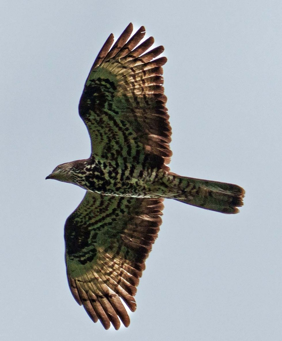 Vogeltrek